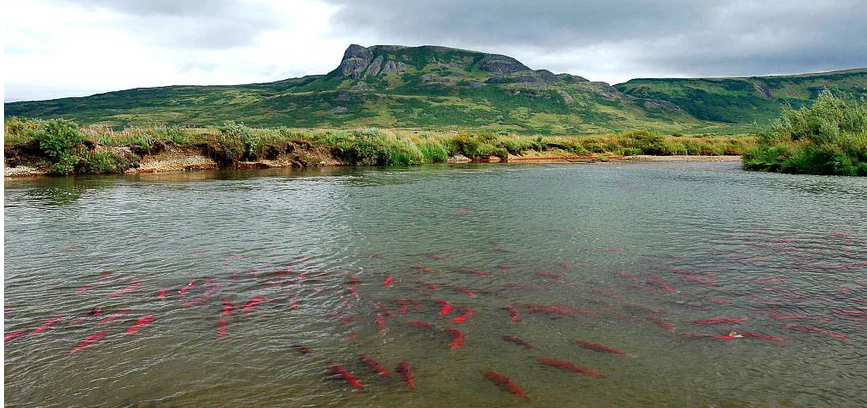 Fly Water Trave - Alaska Alaska Salmon