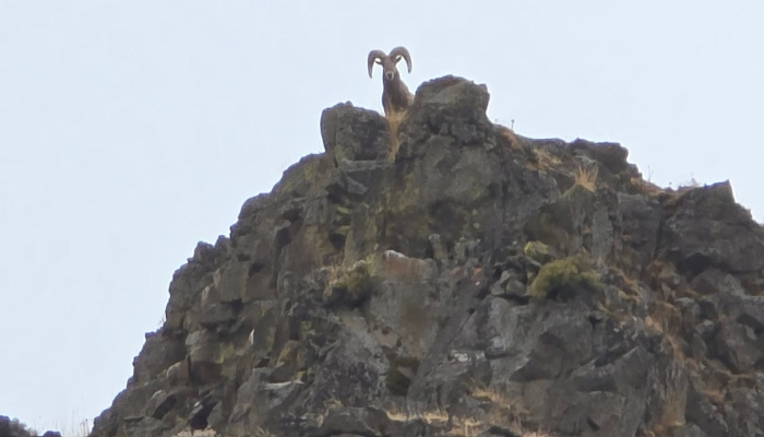 Ram - Go Ready - HardBite