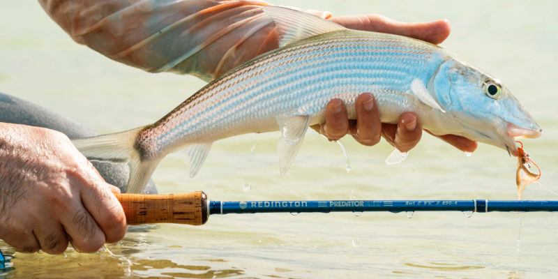 Redington Predator Family Rods Redington Predator