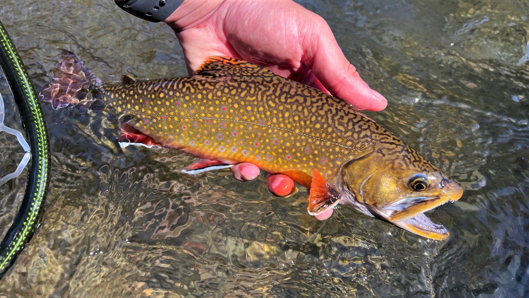Brookie, Brook Trout