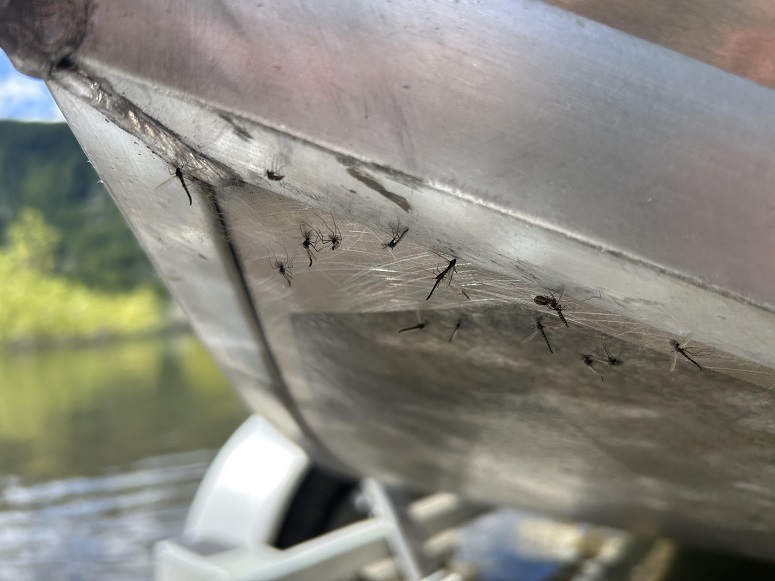 Mayflies