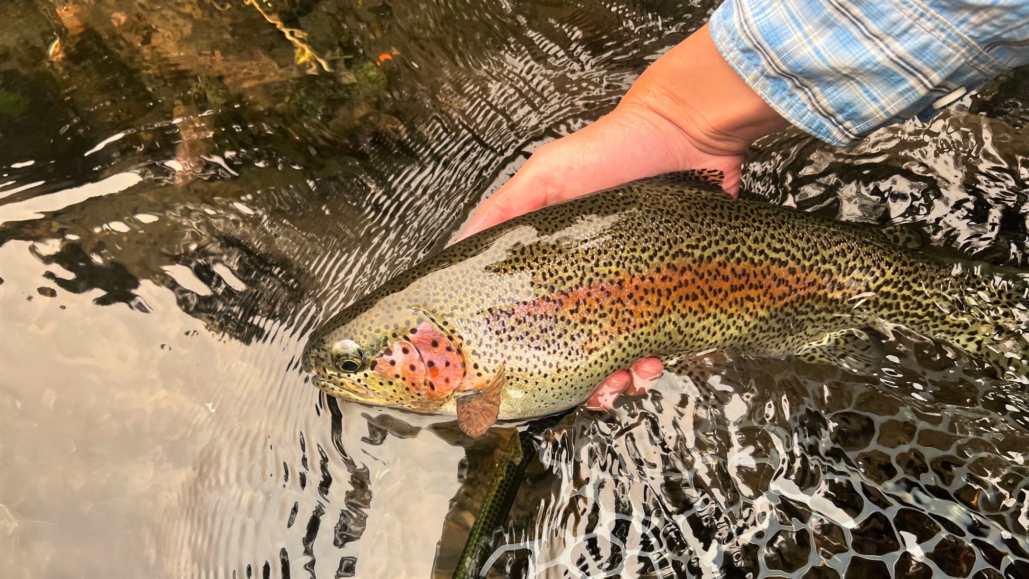 A hopper-dropper fished on a short leader is a killer fall rig for speckled  trout