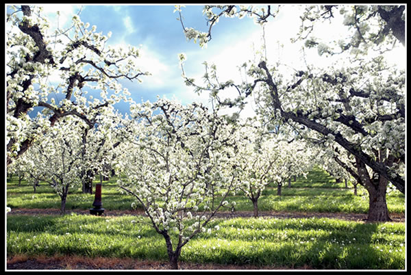 Mt. Hood - Blossom Day