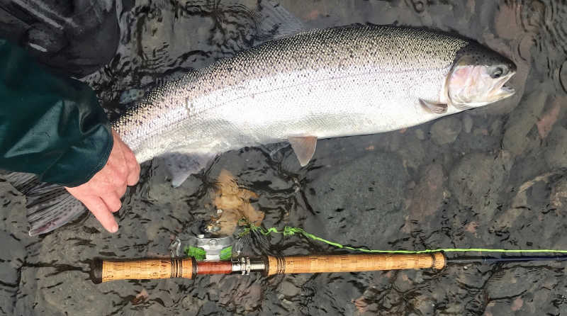 Winter Steelhead Burki