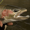 Deschutes Steelhead