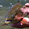 Deschutes Trout