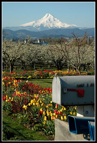 Mt Hood