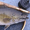 Smallmouth Bass