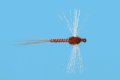 Organza Mahogany Sp...