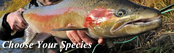 Choose Your Species | Gorge Fly Shop 