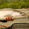 Clackamas Steelhead