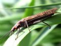 Deschutes Stonefly Hatch 