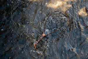 Fishpond Nomad Yampa Hand Net - River Armor 2.0