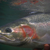 Klickitat Steelhead