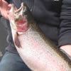 Lost Lake Trout