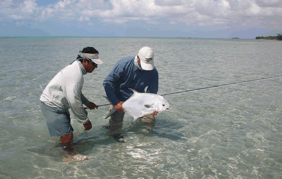 Palometa Club Catch: Greg Darling