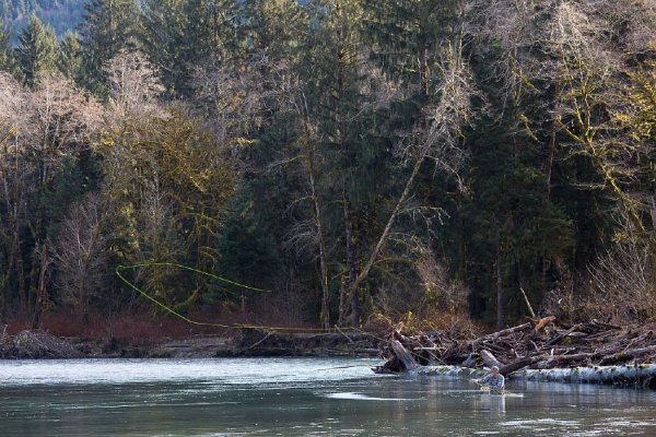 Klickitat River Steelhead