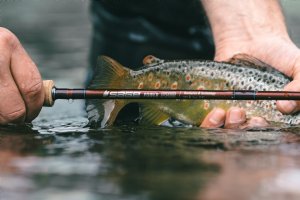 Sage Power R8 Fly Rods - Free Fly Line