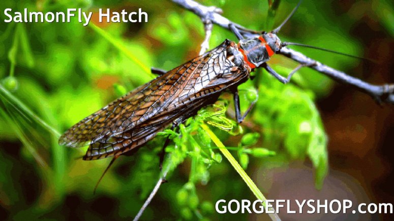 Deschutes Stonefly Hatch 