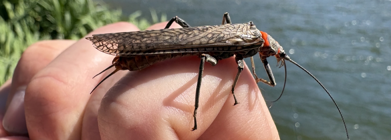 Salmonfly Hatch