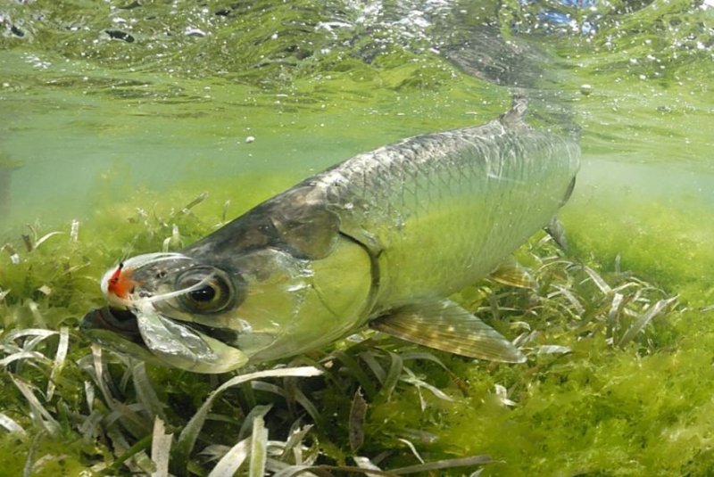 Gorge Fly Shop Blog: Tarpon Notes for Saltwater Fans