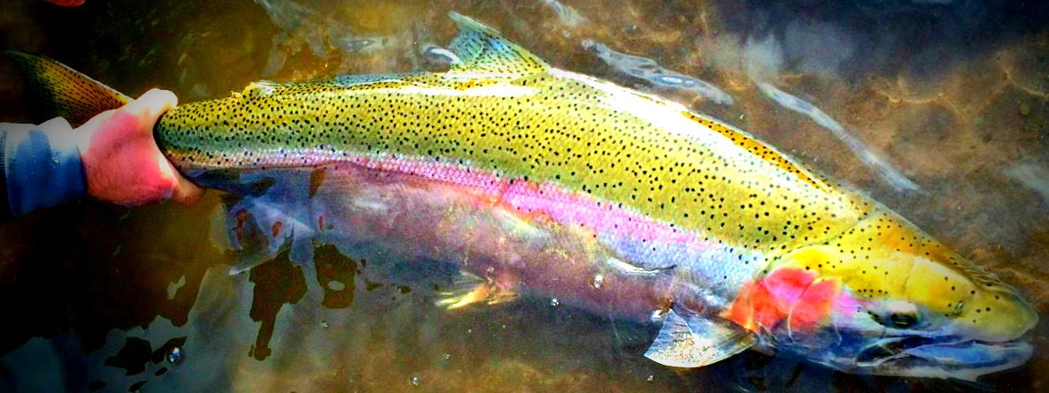Fly Fishing Guides 