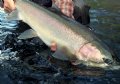 Steelhead