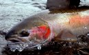 Steelhead Salmon