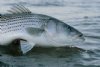 Striped Bass Lines