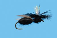 Carpenter Ant Black