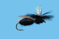 Carpenter Ant Black