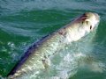 Tarpon